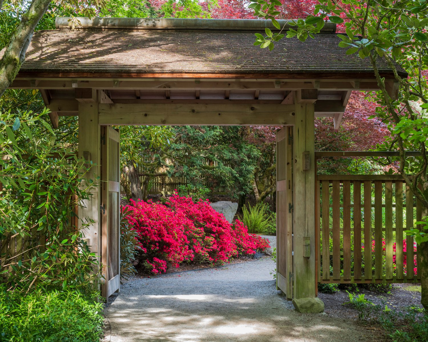 Spring at Bellevue Botanical Garden — Japanese gate with azaleas